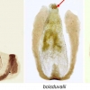 polyommatus eros female genitalia1
